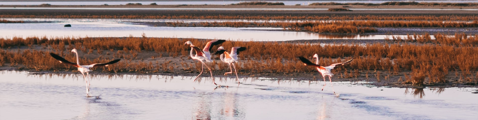 Destination Camargue pour votre séminaire