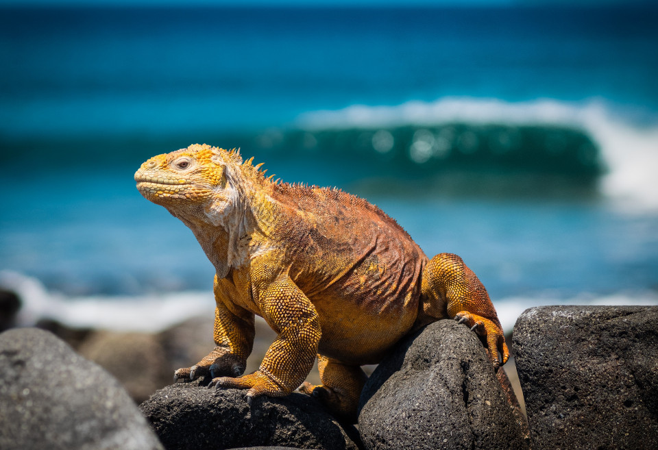Visitez les Galapagos lors d'un événement d'entreprise unique
