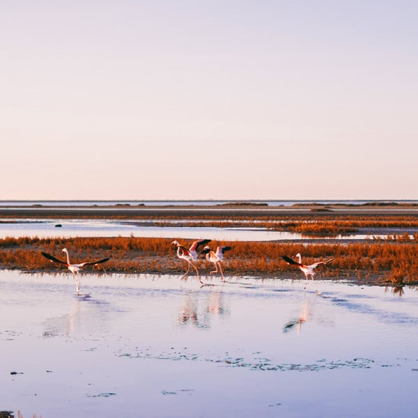 Séminaire en Camargue