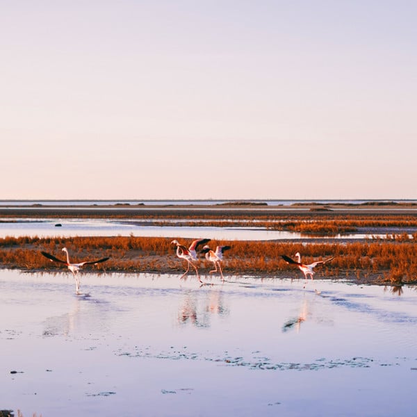 Séminaire en Camargue