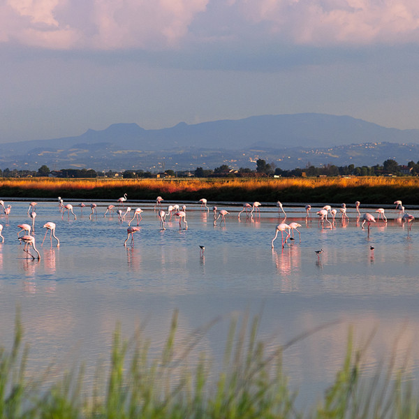 Votre team building en Camargue