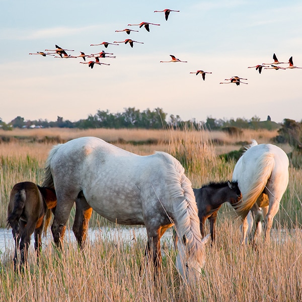 Découverte de la Camargue lors de votre séminaire