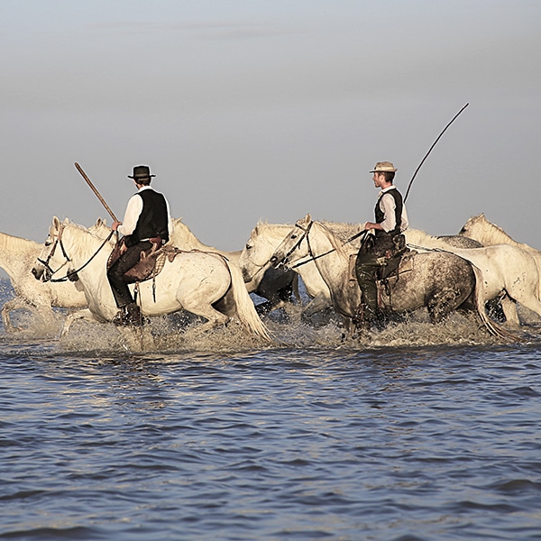 séminaire Camargue