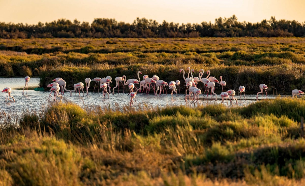 paysages de Camargue