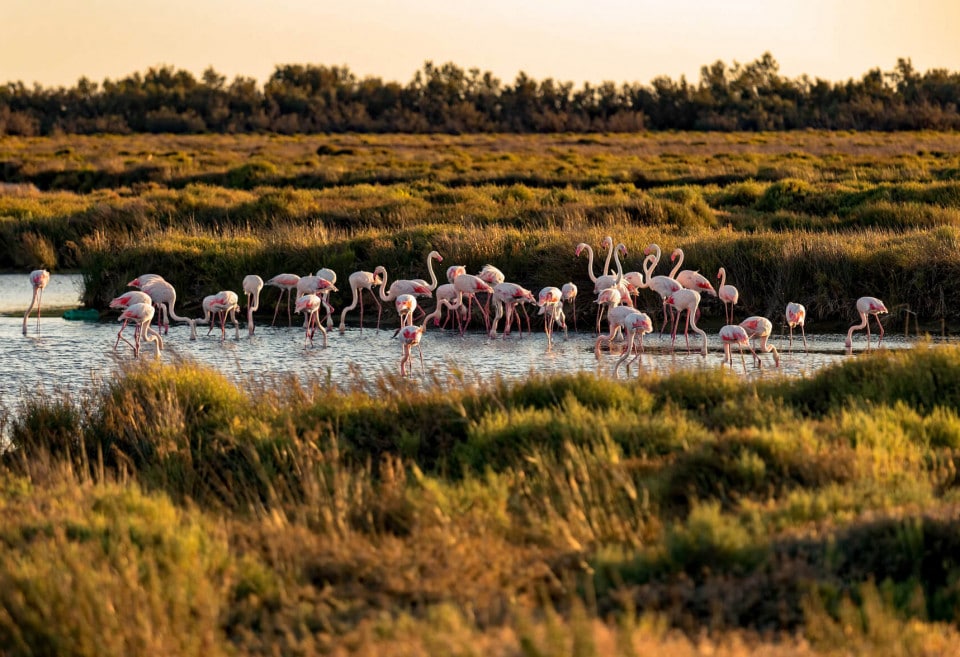 paysages de Camargue