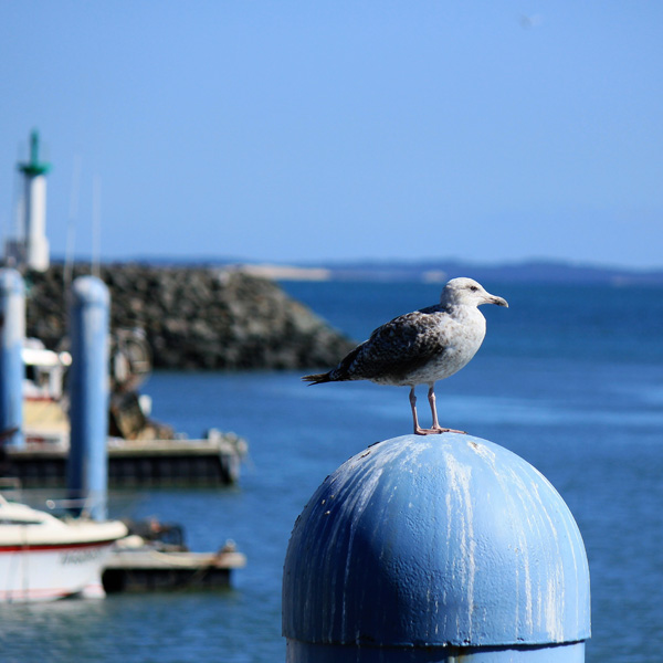 Découvrez l'Ile d'Oléron avec un team building intrigant