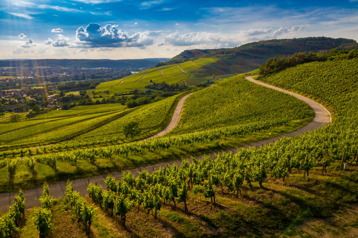 Votre team building nature au coeur des vignobles de la Bourgogne