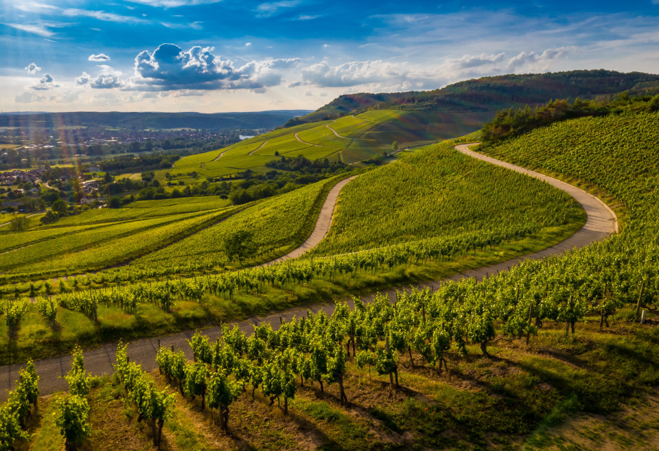 Votre team building nature au coeur des vignobles de la Bourgogne