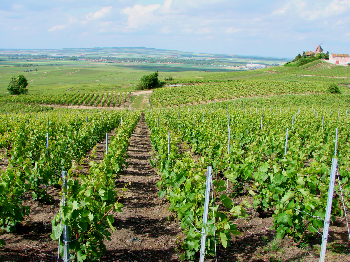 Fédérez vos équipes au milieu des vignes du Poitou-Charentes