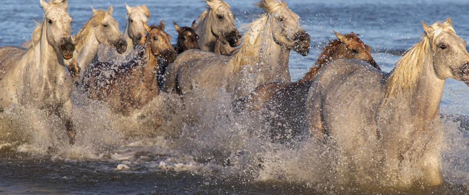 Découverte des paysages de la camargue avec un team building