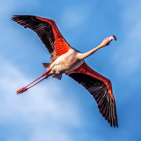 animaux sauvages à observer lors de votre séminaire en Camargue