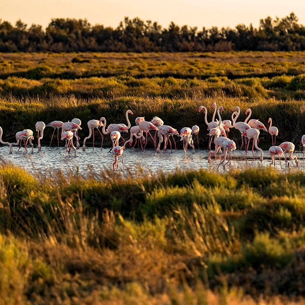 découvrez la Camargue sous un autre angle lors de votre séminaire