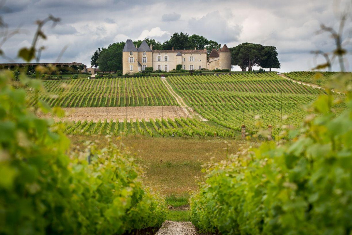 Un moment incentive dans les vignes de Gironde