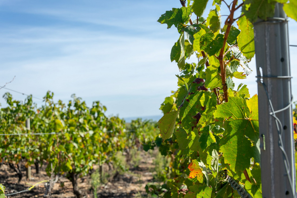 Votre team building dans les vignobles du beaujolais