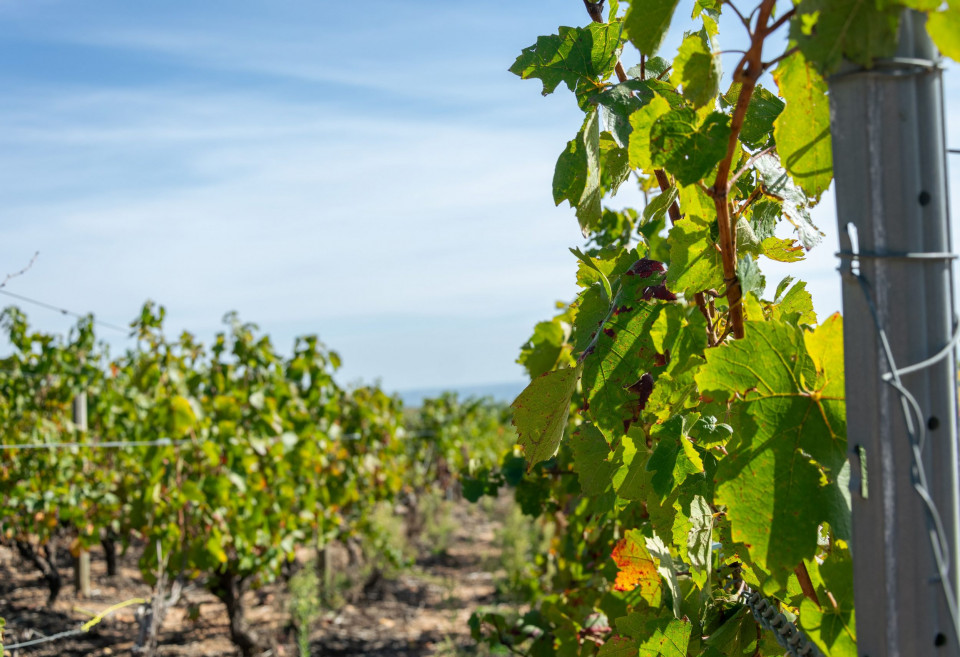 Votre team building dans les vignobles du beaujolais