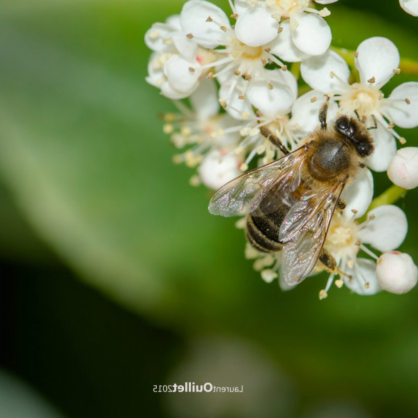 Photo nature abeille