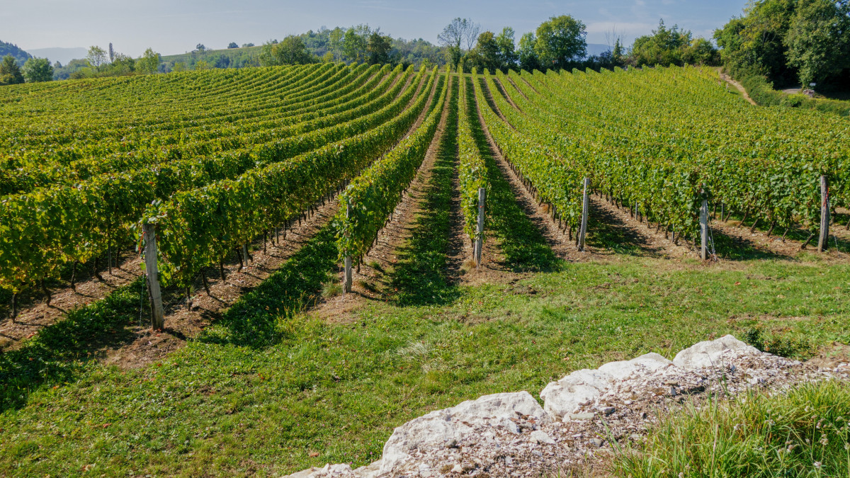 vignobles de la vallée du Rhône