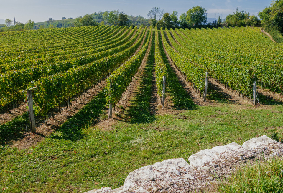 vignobles de la vallée du Rhône