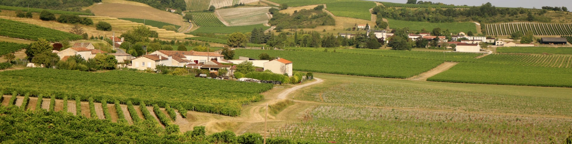 vignes de Cognac