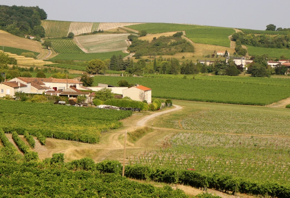 vignes de Cognac