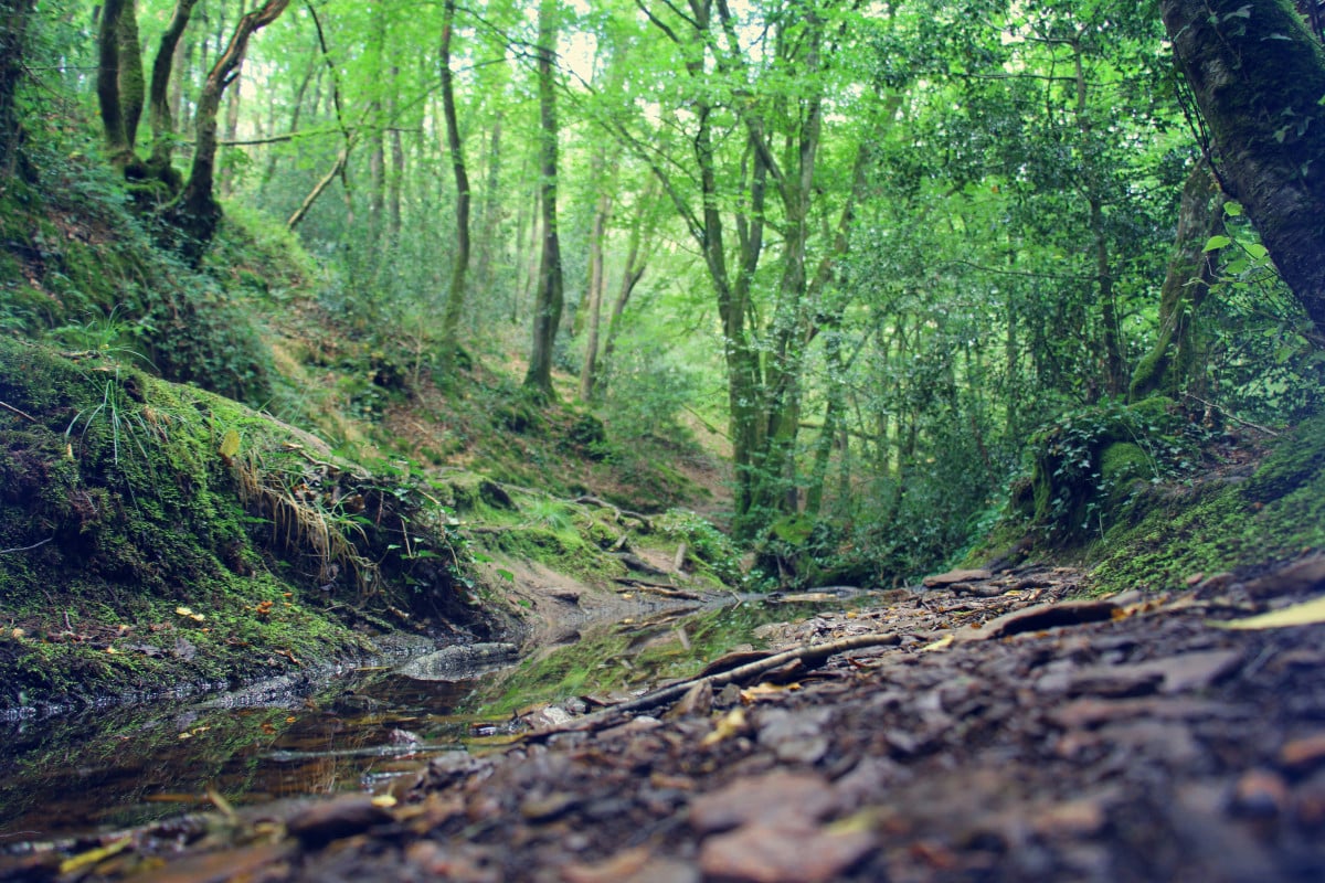 NaturQuest Forêt de Brocéliande