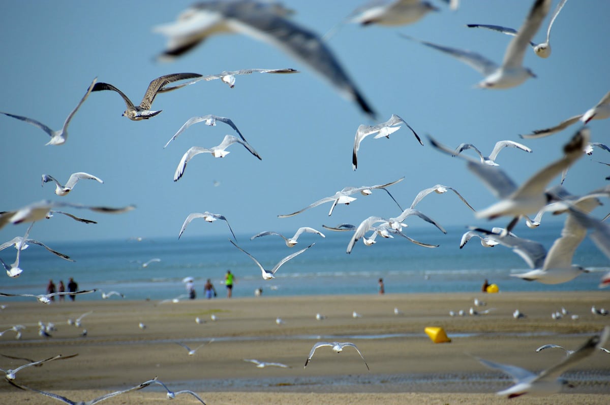 Plage Le touquet