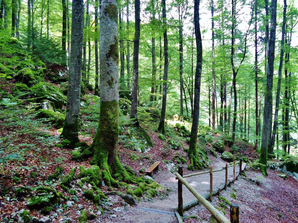 Team building Forêt de Bouconne