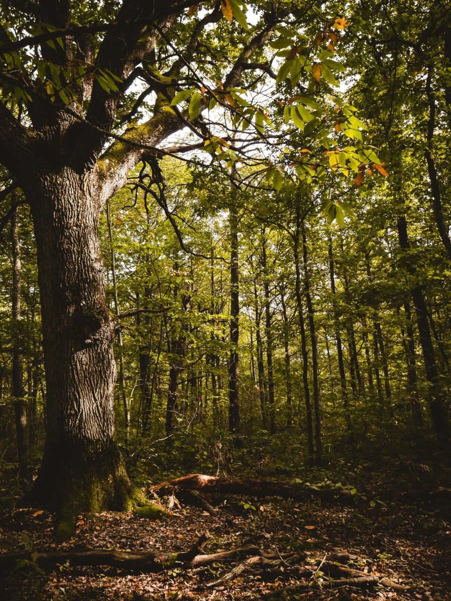 Team building Forêt de Bouconne