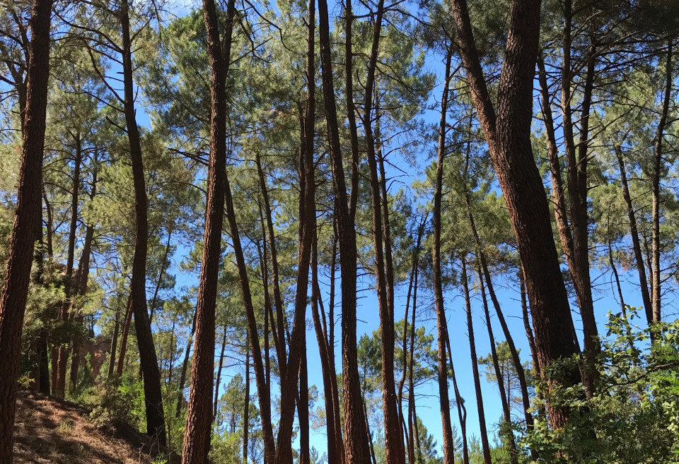 Foret landaise